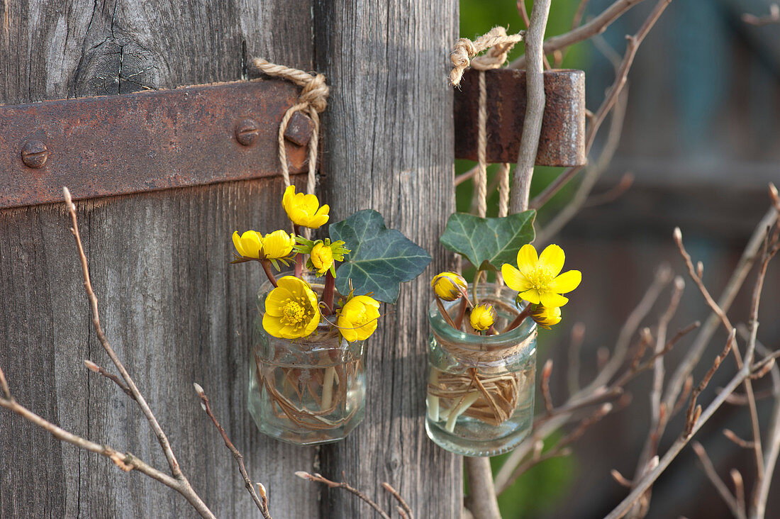 Kleine Gläschen mit Blüten von Winterling an Pfosten gehängt