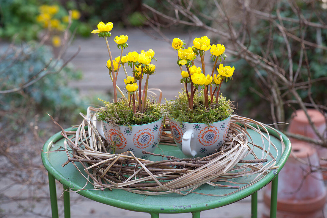 Winter aconite in cups in a wreath