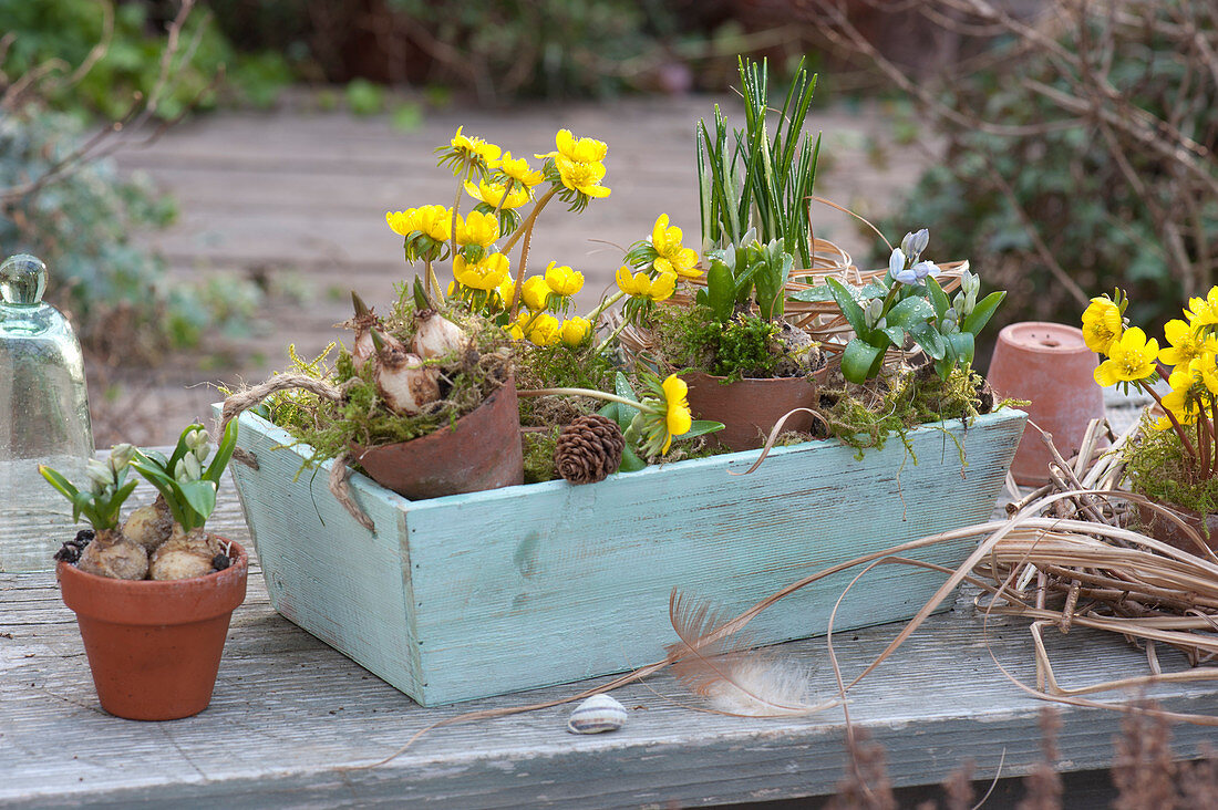 Winter aconite and squill in a wooden box