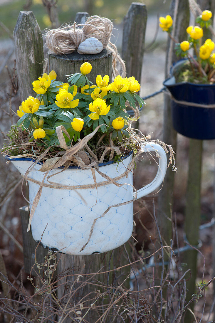 Winter aconite hanged on posts in enamelled milk pots