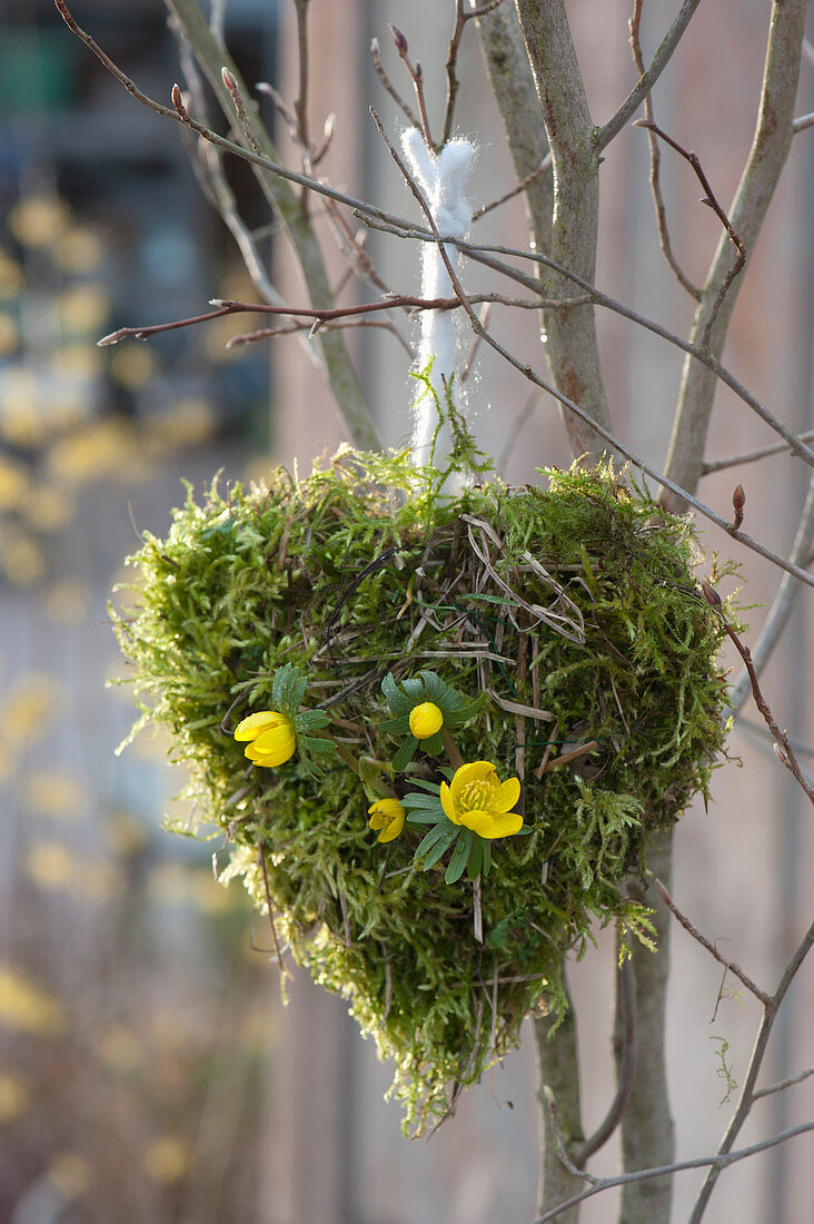 Moss heart with winter aconite hanged on tree