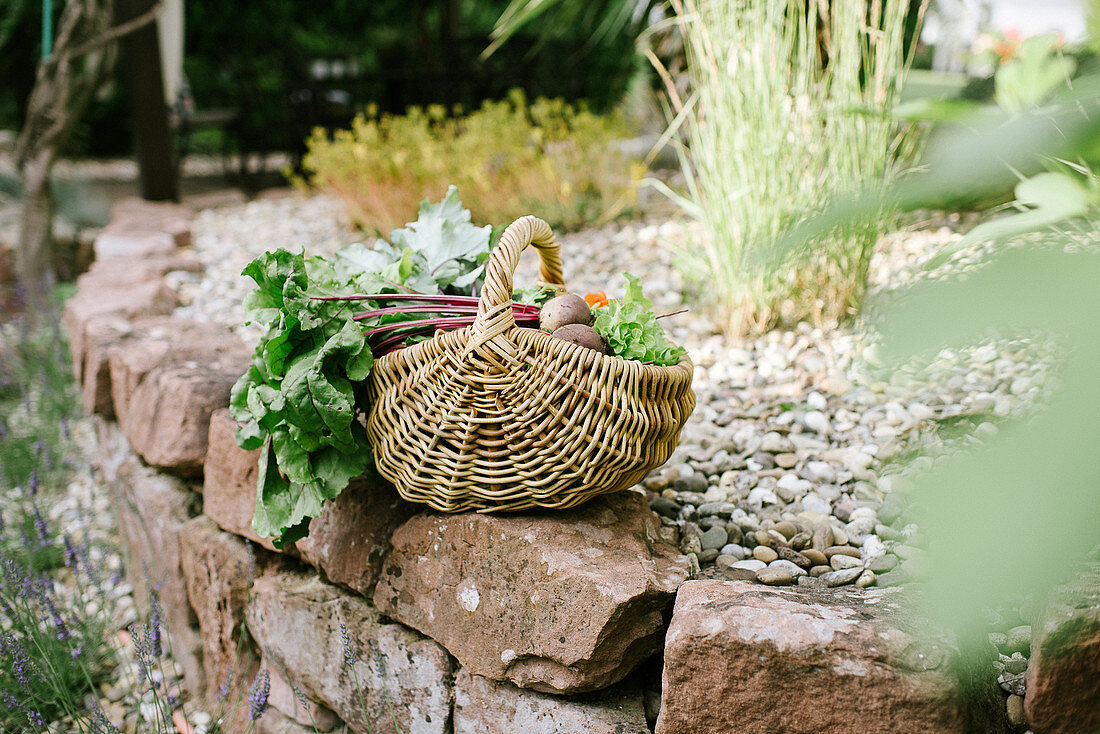 Basket of freshly picked vegetables next to garden pond