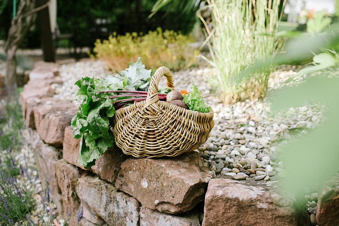 Korb mit frisch geerntetem Gemüse am Gartenteich