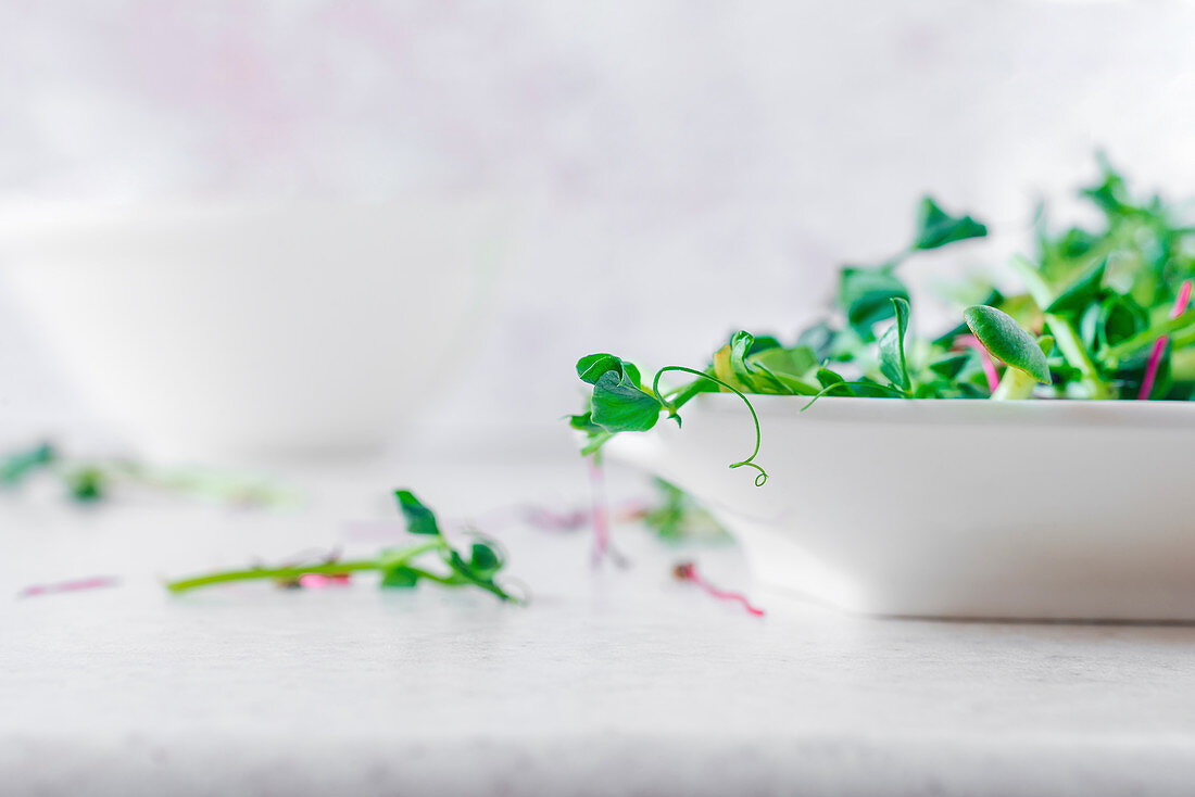 A bowl of fresh micro greens on a white background
