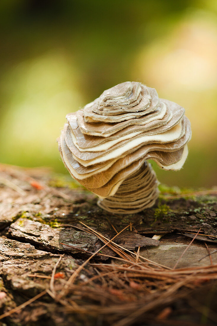 Layered felt and leather mushroom on tree trunk