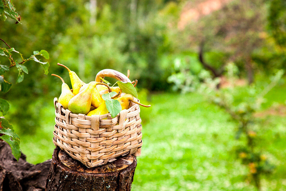Freshly harvested pears in a basket on a tree stump in a garden