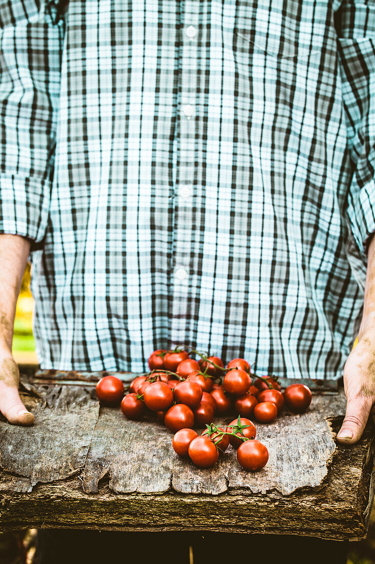 Mann hält Holzplatte mit frisch geernteten Tomaten