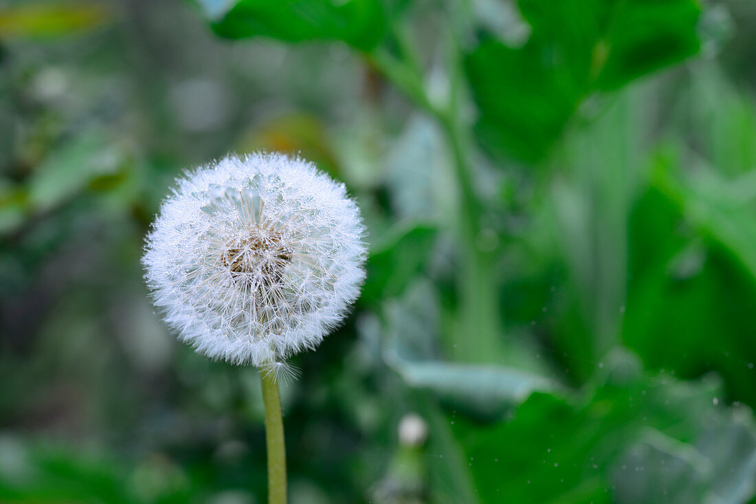 Pusteblume im Garten