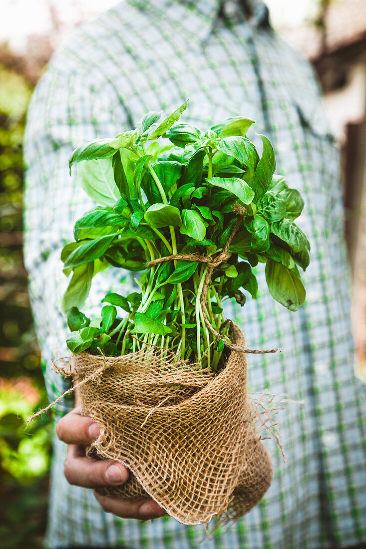 Fresh organic herbs