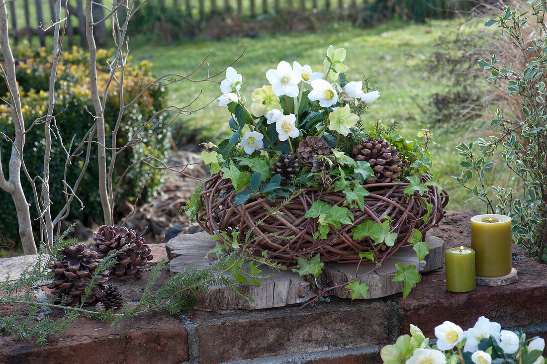 Christmas rose in wreath of branches