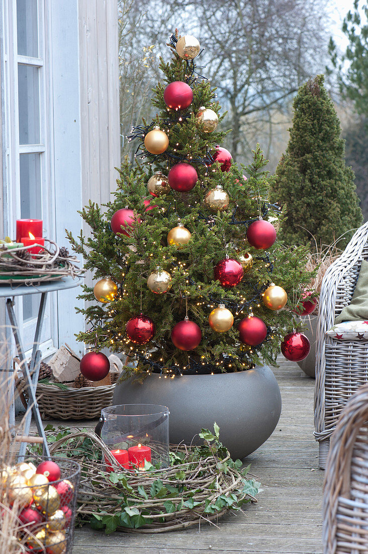 Spruce with red and golden balls as a living Christmas tree