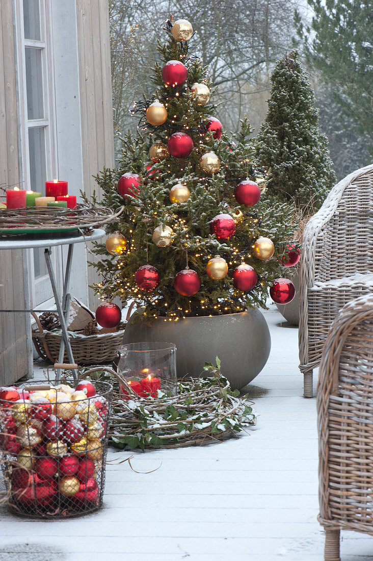 Spruce with red and gold balls as a living Christmas tree