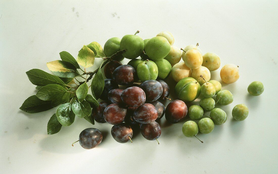 Still Life of Yellow Green and Purple Plums