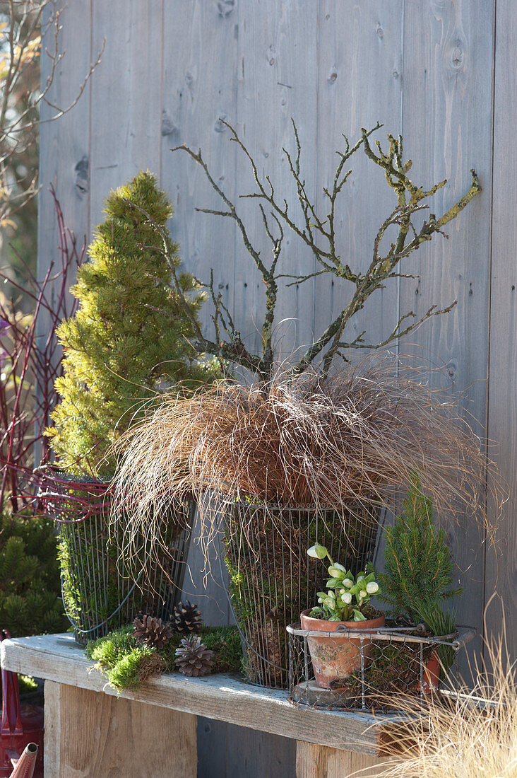 Sugarloaf spruce and sedge in baskets with moss as winter protection