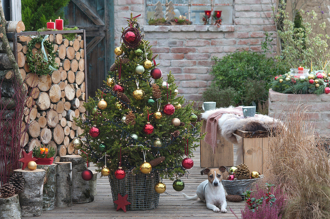 Christmas tree in the basket with birch stems