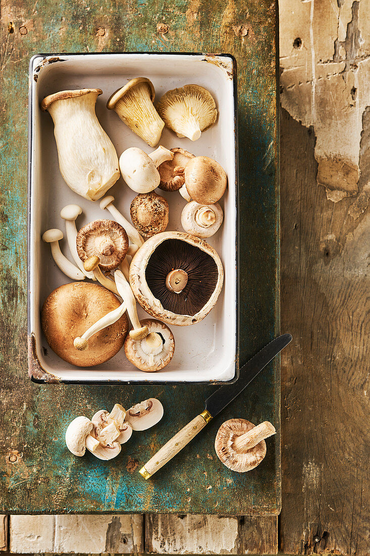 Still life of mushrooms, Sjitake, Chestnut Mushroom, Oyster mushroom, Portobello