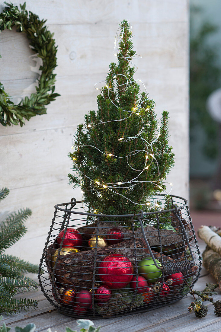Sugarloaf spruce in basket with baubles and bark