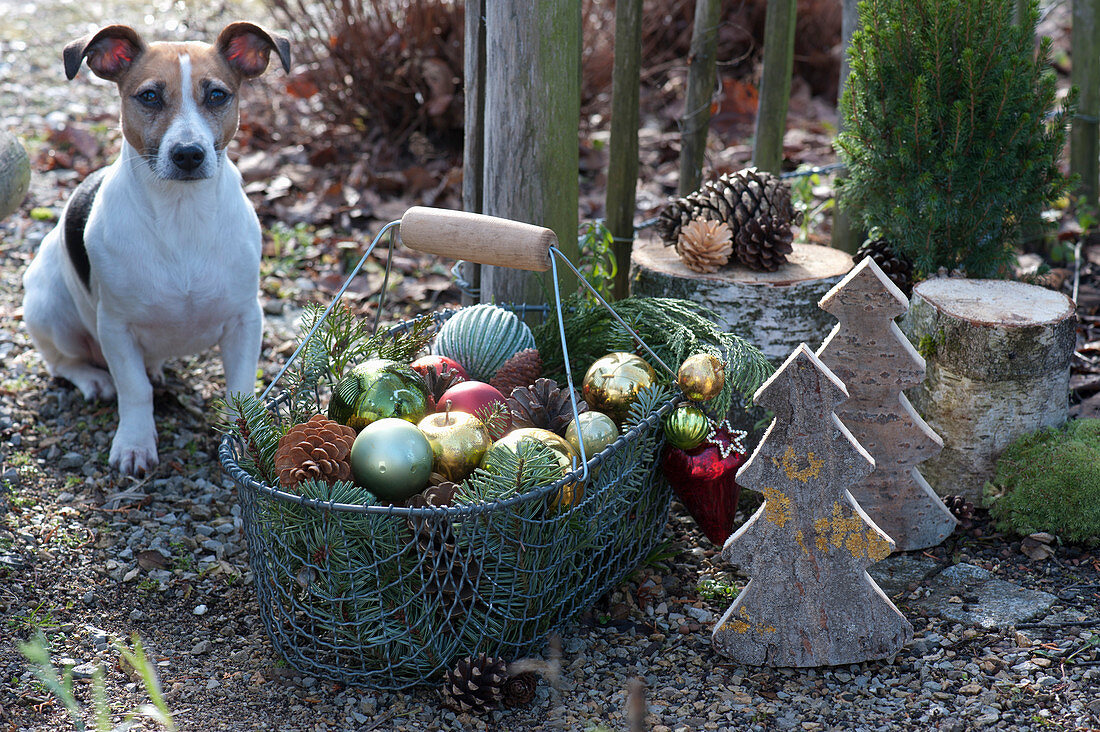 Basket with Christmas baubles as a Christmas decoration in the garden