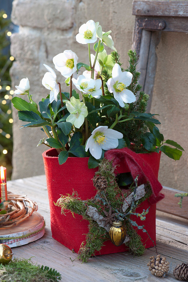 Christmas rose in red felt-pot