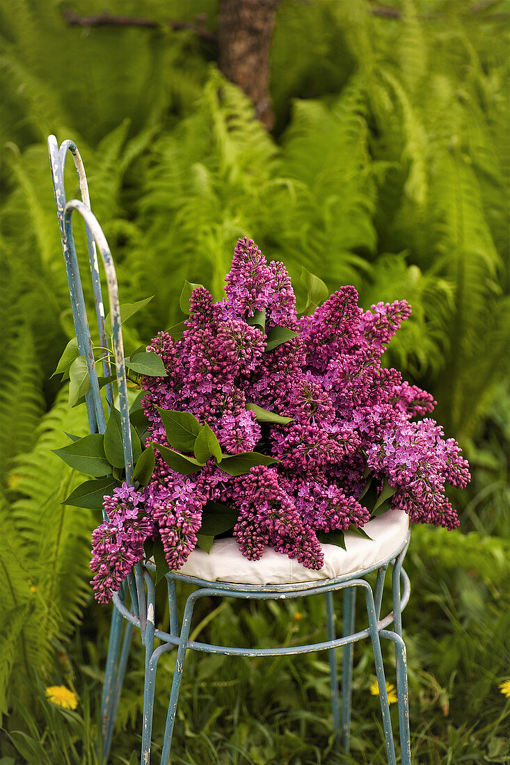 Purple lilac on delicate chair in garden