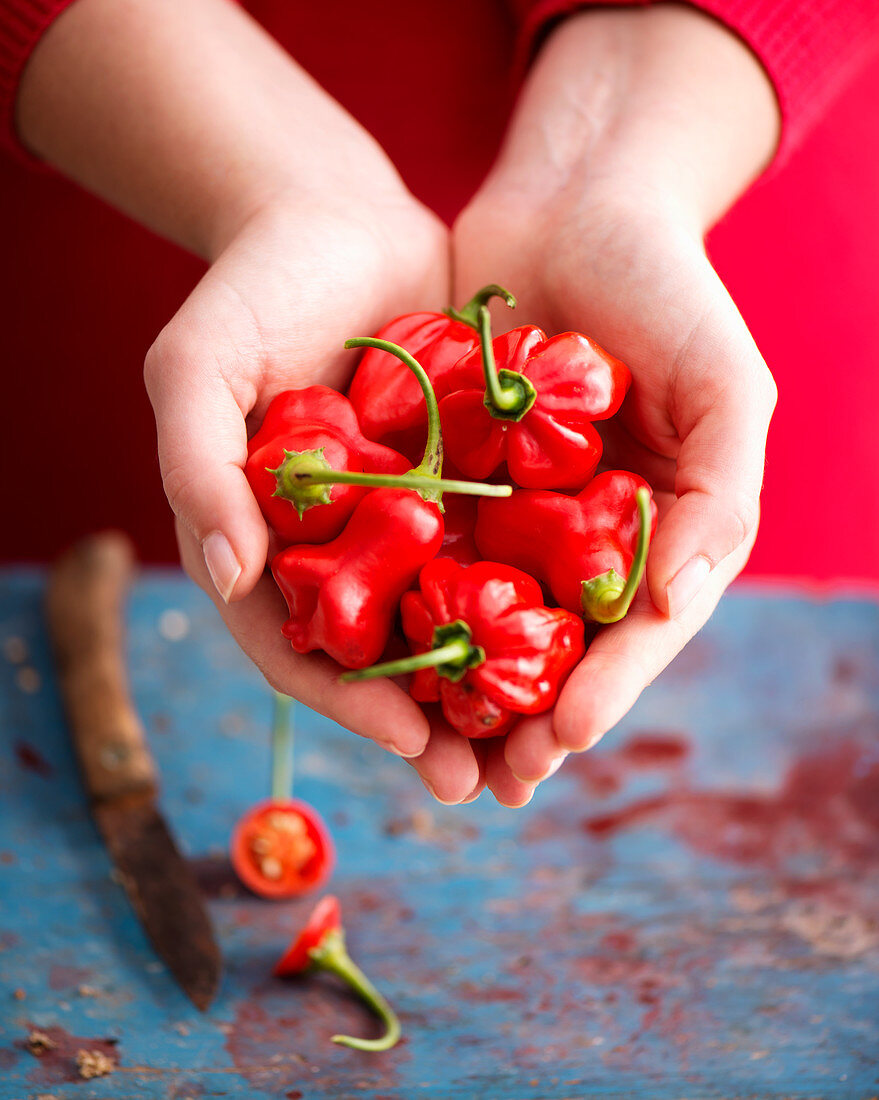 Hände halten rote Chilischoten