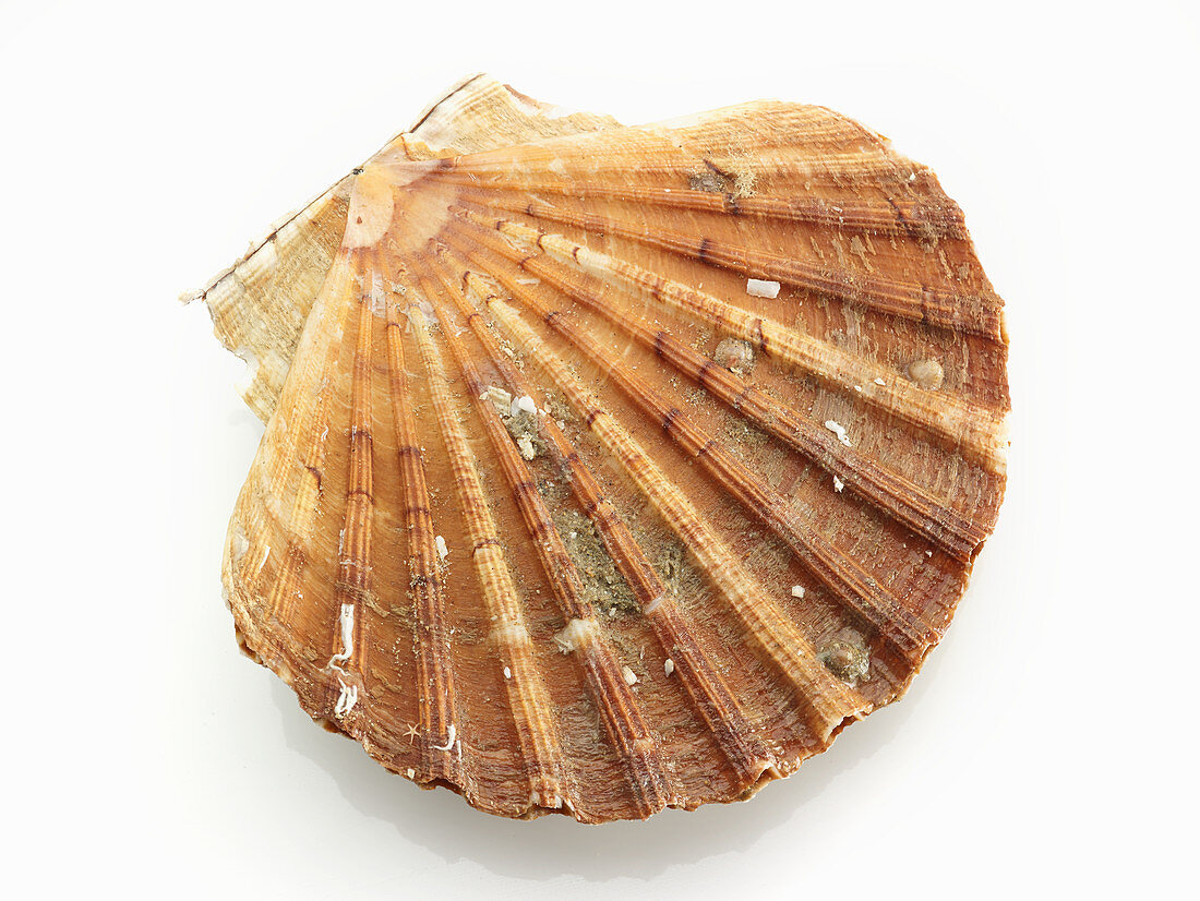 Whole scallop shell (top view)
