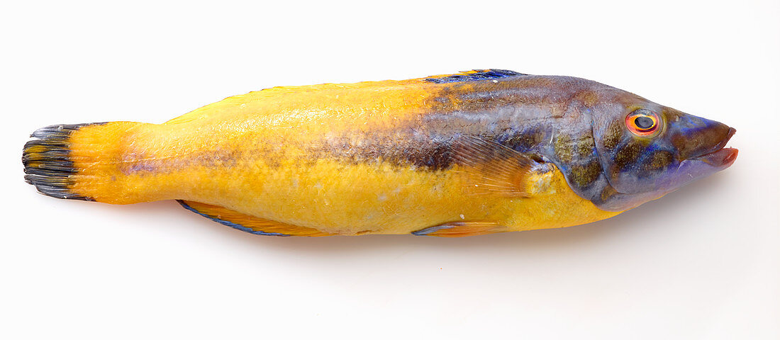 Lippfisch