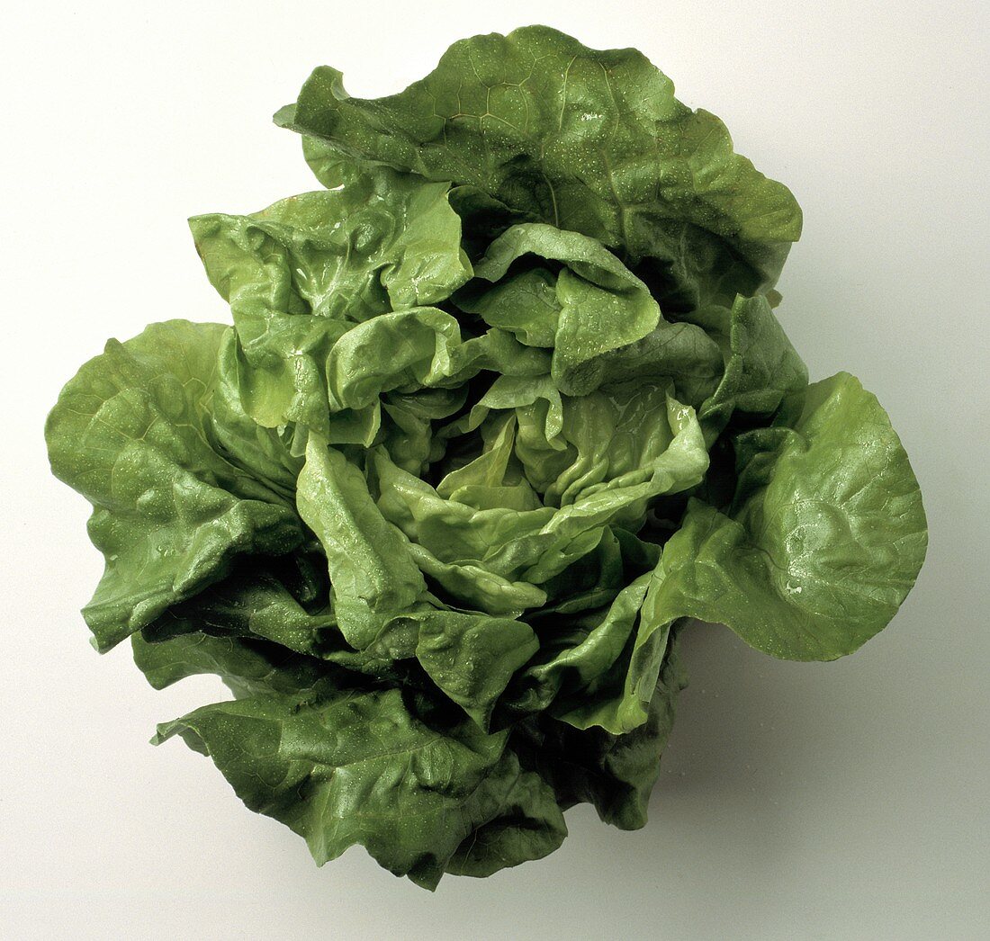 Whole Head of Butterhead Lettuce