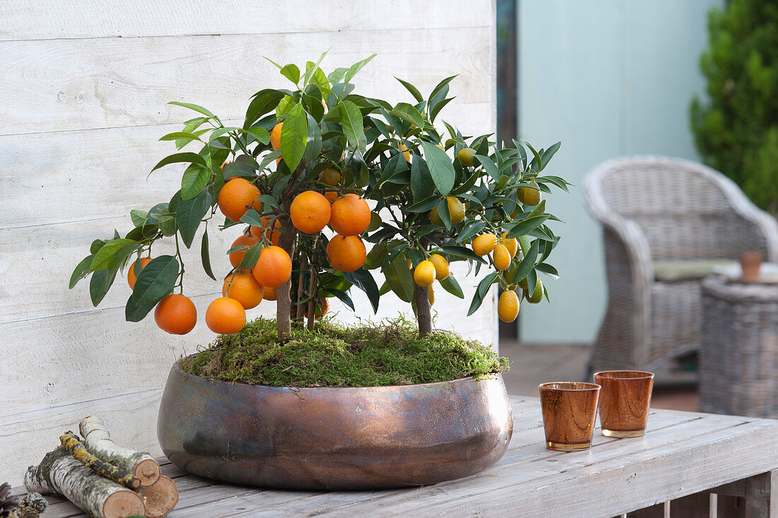 Calamondine And Kumquat In A Coppery Shell