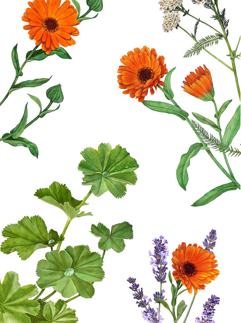 Calendula (marigolds), lady's mantle and lavender