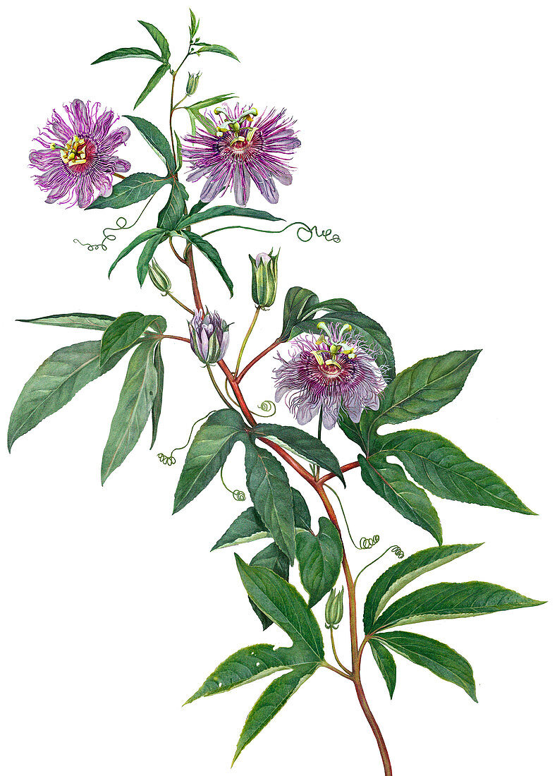 Passion flowers with leaves