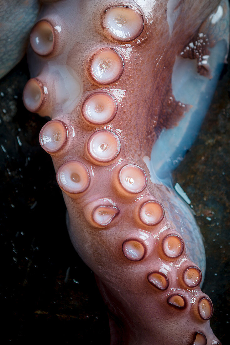 Oktopus-Tentakel (Close Up)