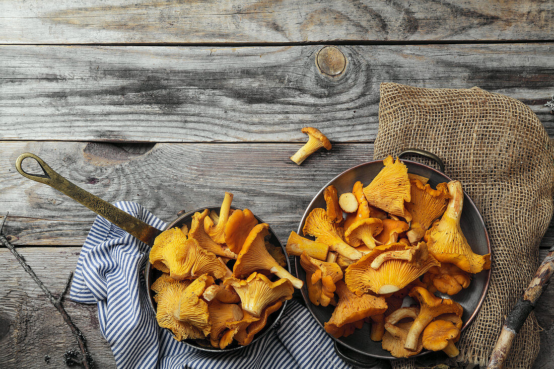 Chantarelle mushrooms picked in bowls and kept unwashed