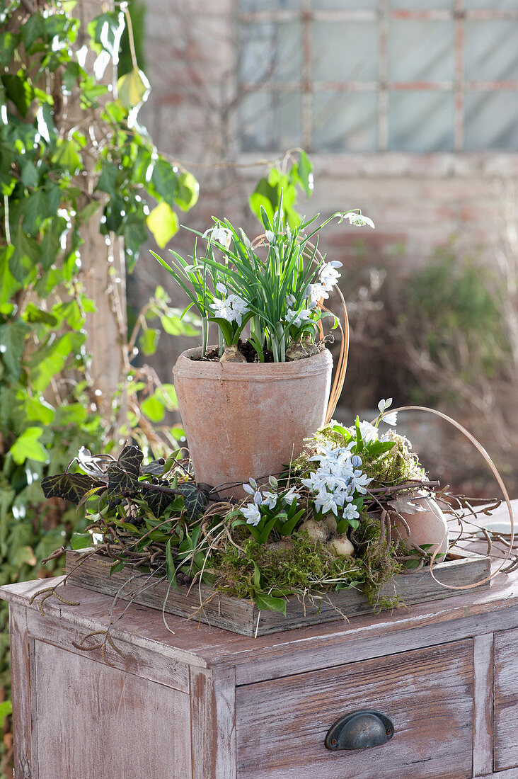 Blue Oysters In Terracotta Pot In Wreath Of Natural Materials