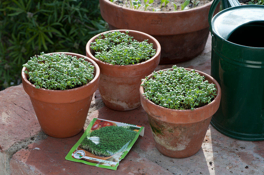 Pull Cress Into Pots