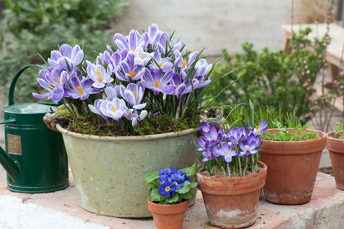 Spring Crocus 'striped Beauty' In Tin Bowl