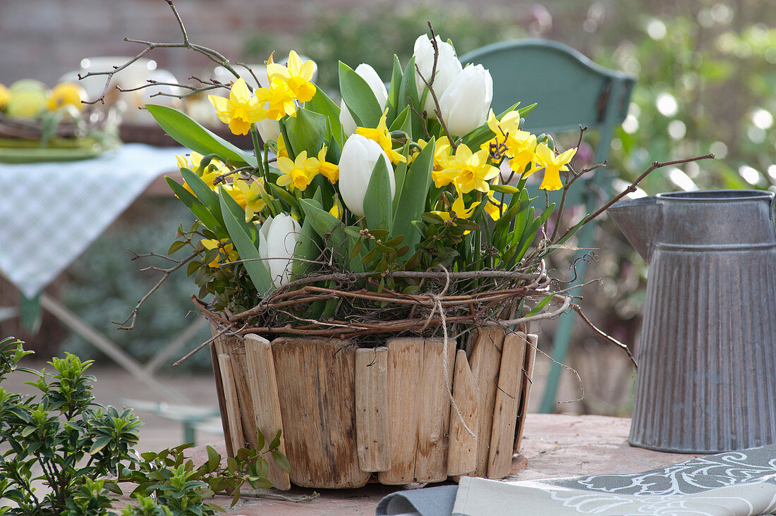 Narzisse 'Tete a Tete' und Tulpe 'Inzell' in Holz-Schale