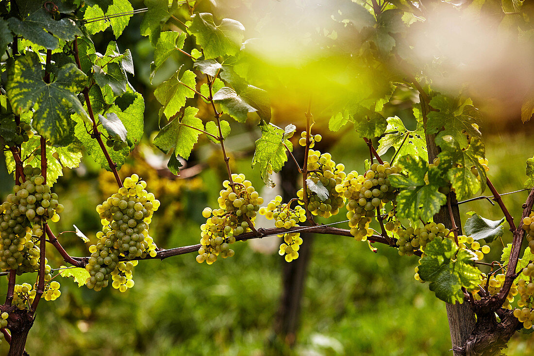 Ripe Chardonnay grapes on a vine