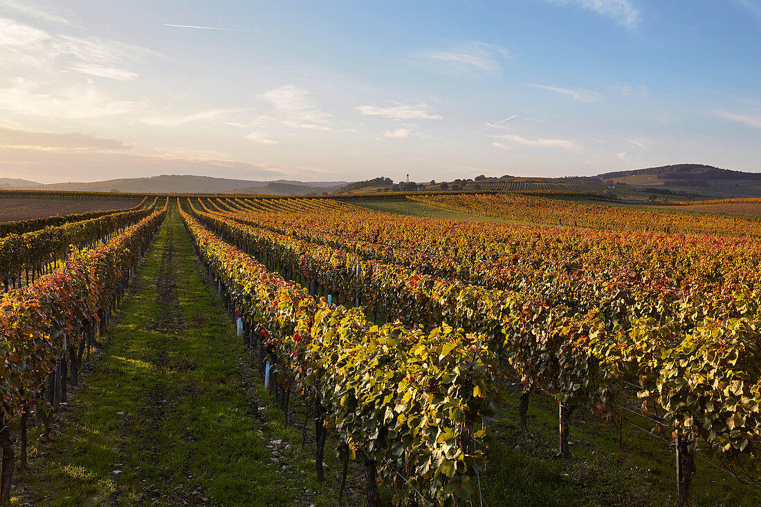 Vines in autumn, Burgenland, Austria