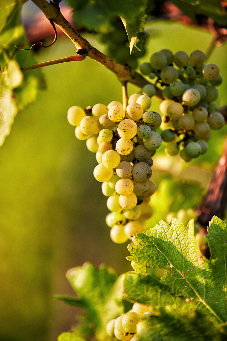 Ripe Sauvignon Blanc white wine grapes on a vine, Styria, Austria