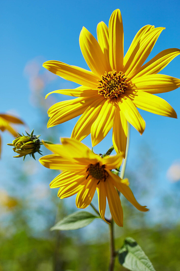 Jerusalem artichoke flowers