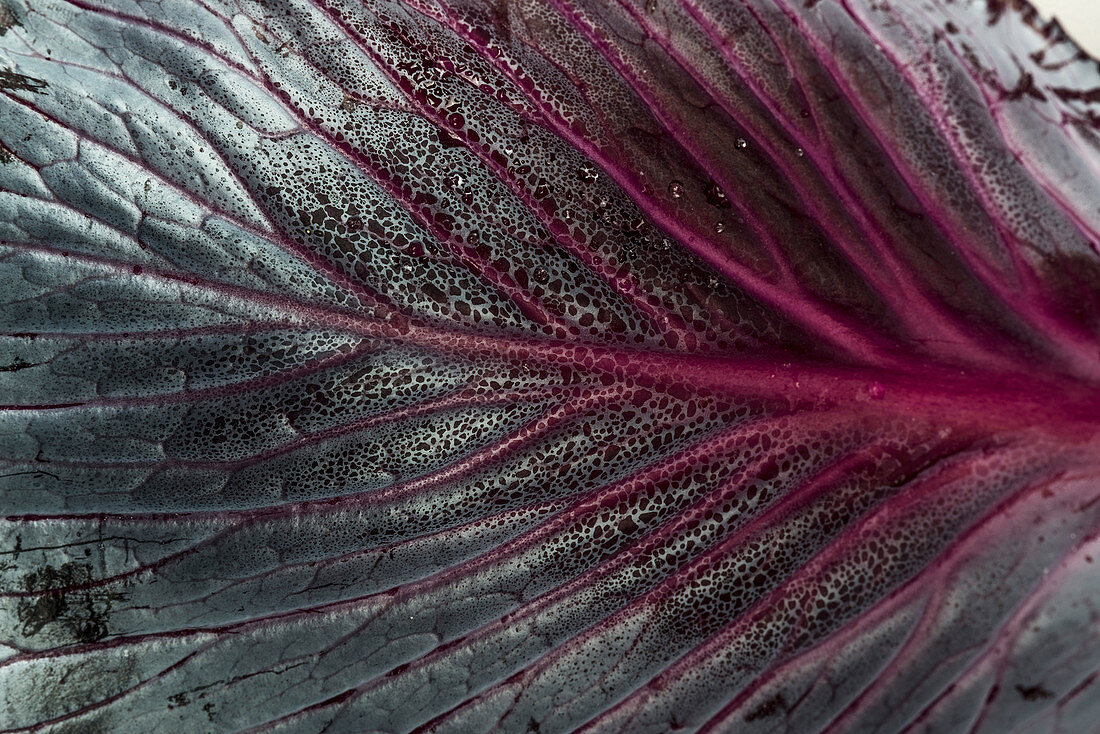 A red cabbage leaf (seen from above, detail)