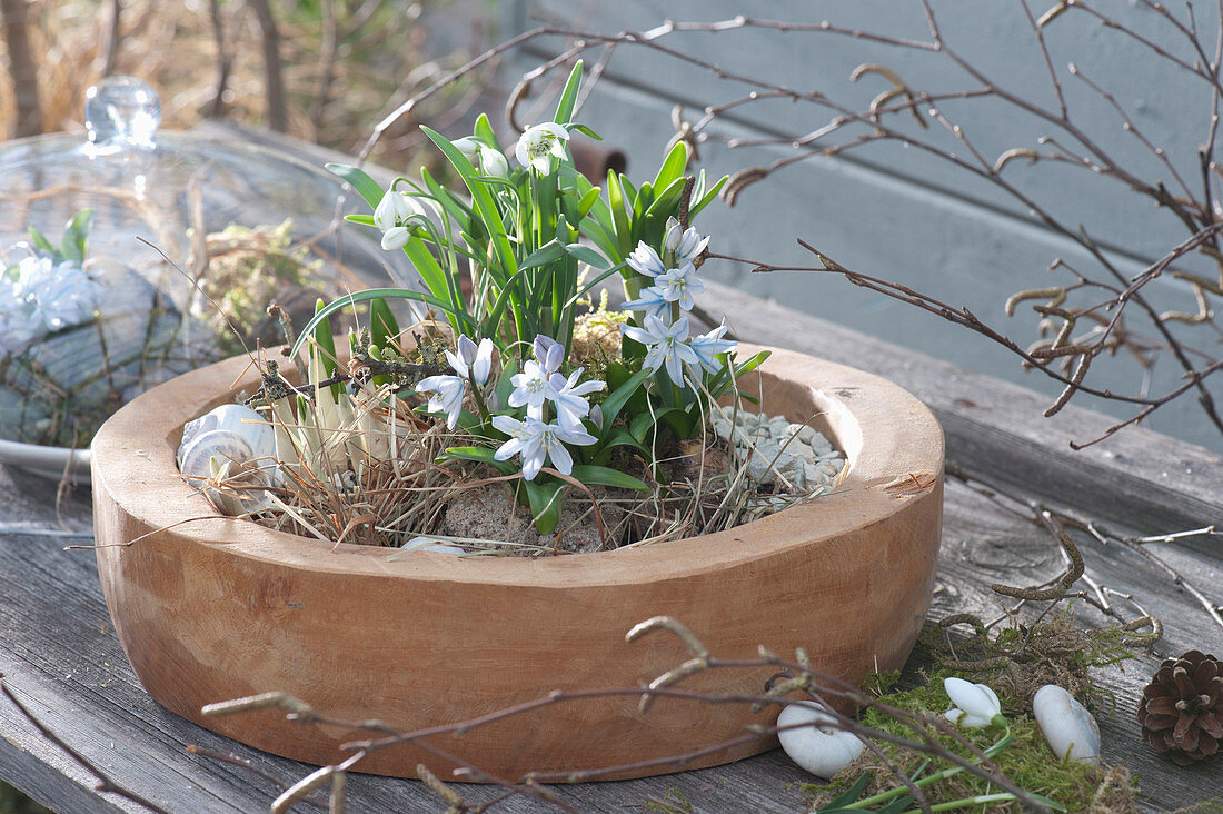 Blue Oysters And Snowdrops In Wooden Bowl