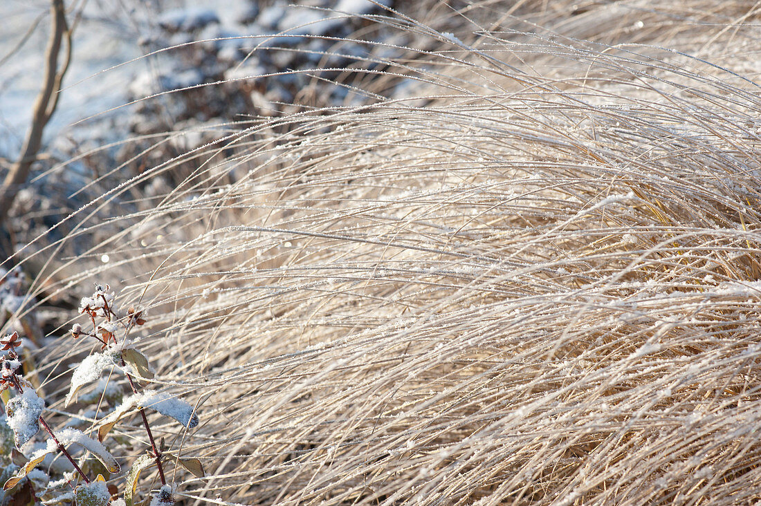 Frozen Grass In Wintry Garden