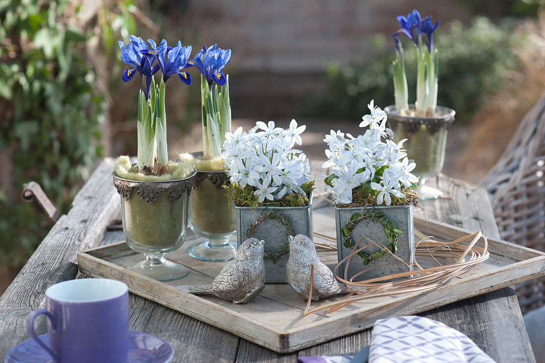 Spring Arrangement With Netziris And Blue Oysters