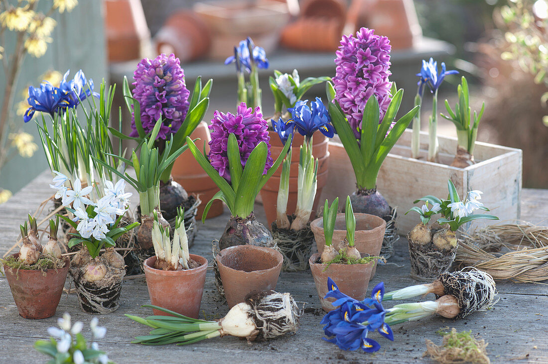 Put Hyacinths And Nettiris In Terracotta Pots