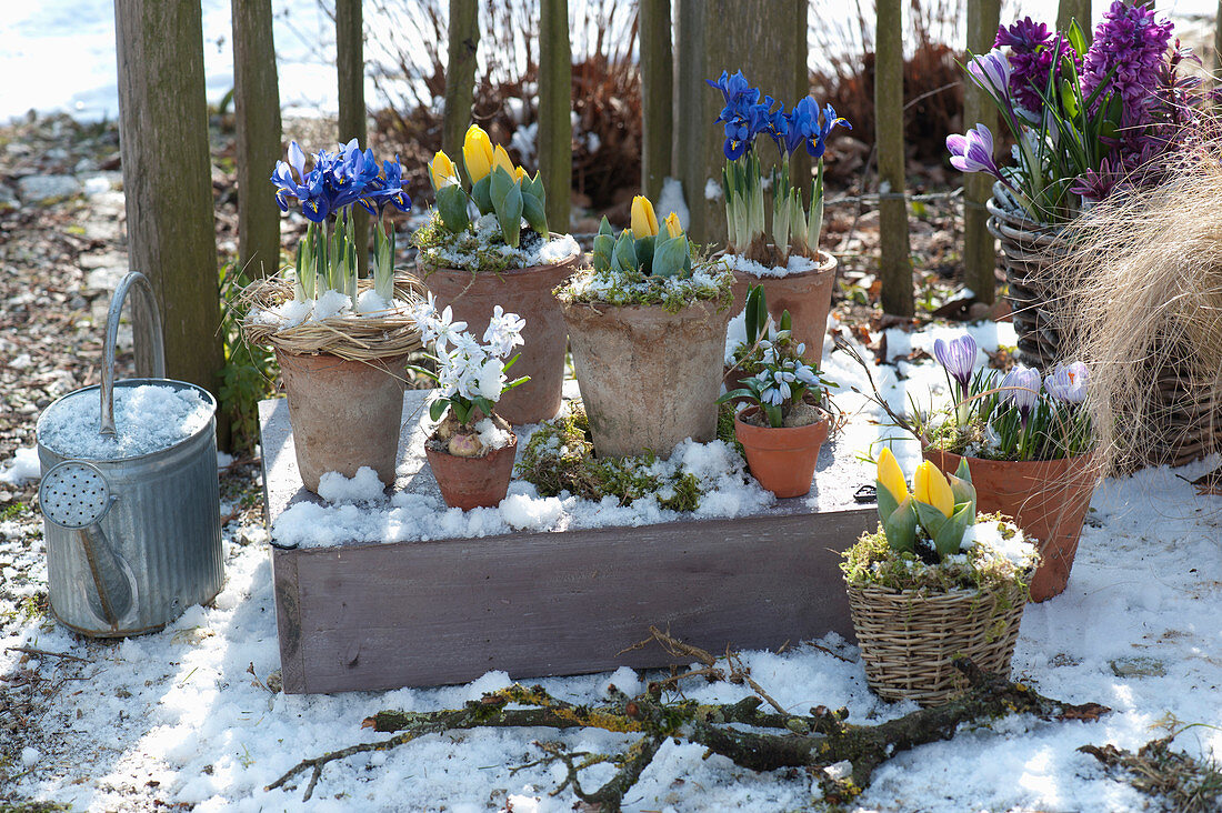 Tulips And Irises In Pots Snowed On The Garden Fence