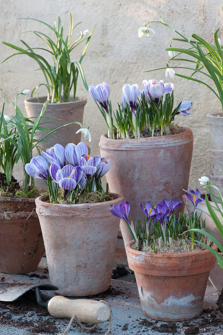 Plant Crocuses And Snowdrops In Pots