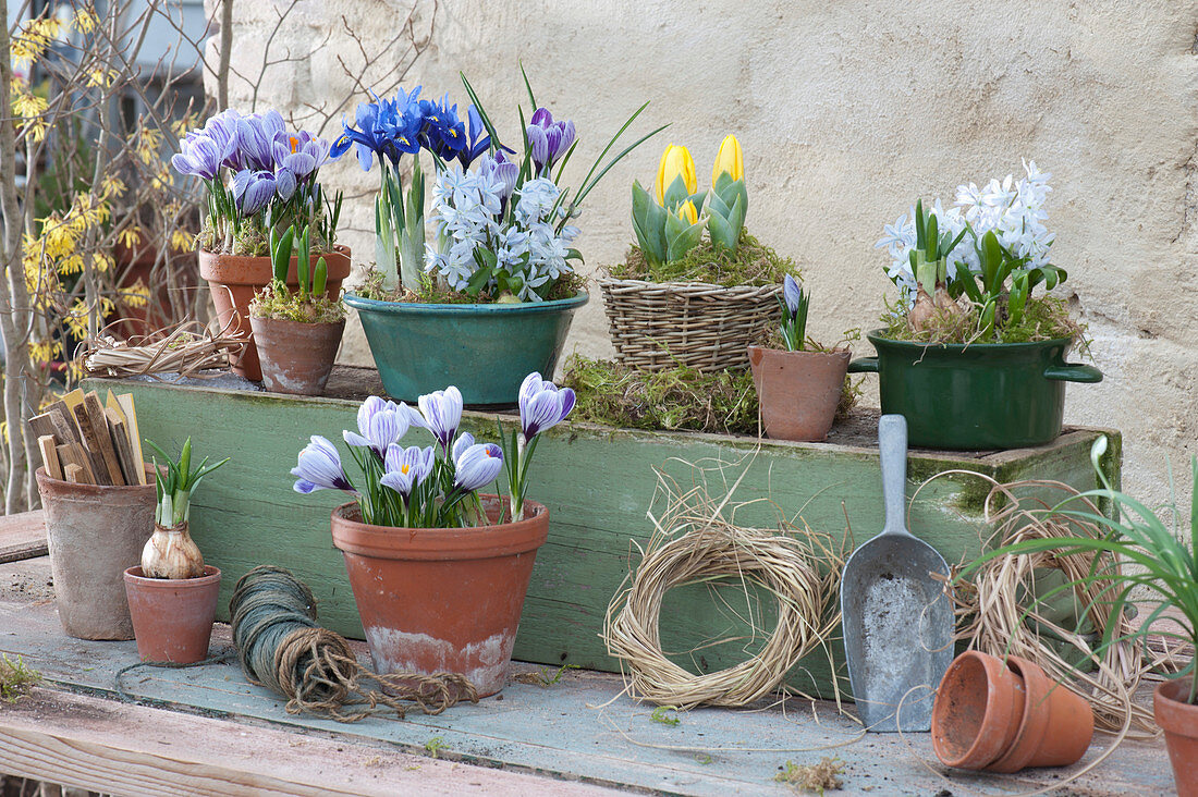 Frühlings-Arrangement mit Krokussen, Blaustern, Iris und Tulpen