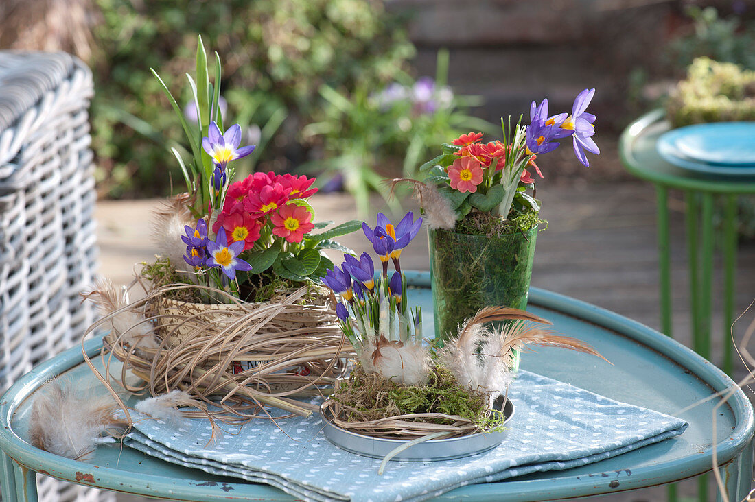 Frühlings-Arrangement mit Krokussen und Primeln